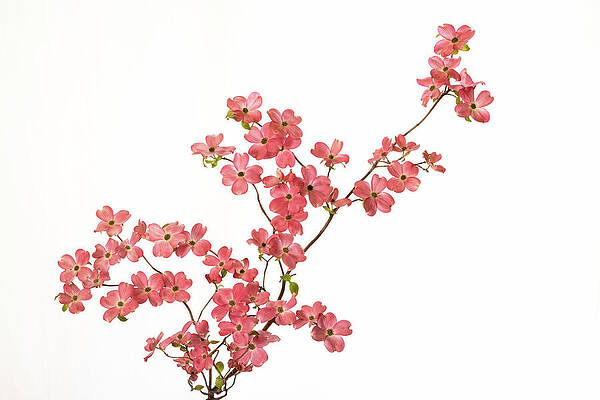 Wall Art featuring the photograph Pink Dogwood Horizontal by Mary Jo Allen