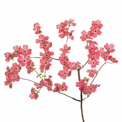 Wall Art featuring the photograph Pink Dogwood Square 1 by Mary Jo Allen
