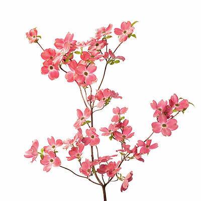 Wall Art featuring the photograph Pink Dogwood Square 2 by Mary Jo Allen