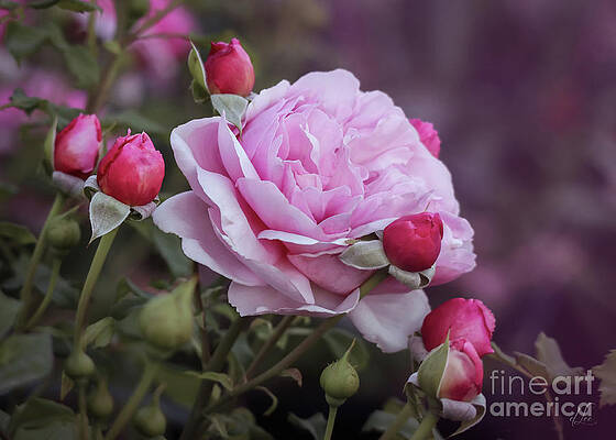 Beautiful Photograph - Pink Expressions by D Lee