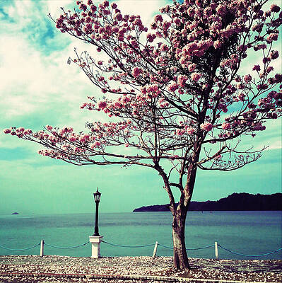 Blooming Tree by the Sea Wall Art