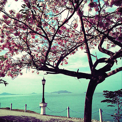 Blossoming Tree by the Seaside Wall Art