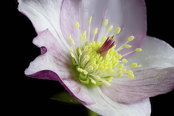 Close-Up of an Elegant Flower Wall Art