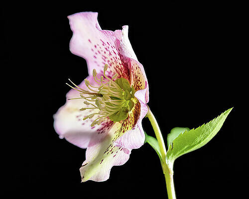 Pink Flower in Profile Wall Art