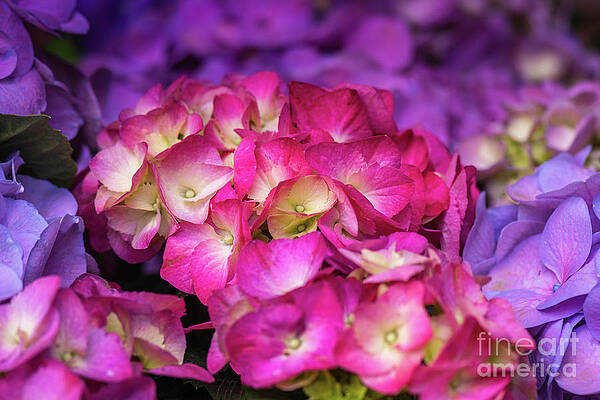Garden Photograph - Pink And Purple Hydrangeas by Abigail Diane Photography