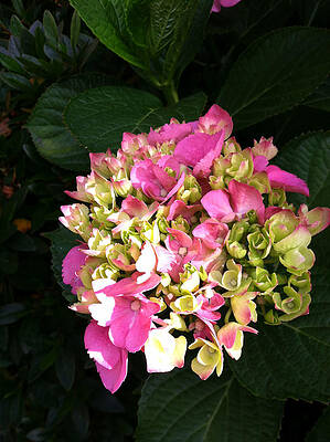 Painting - Pink Hydrangea by Juliette Becker