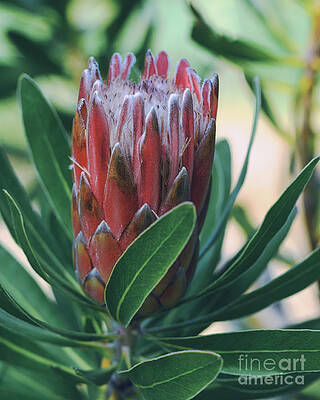 Beautiful Photograph - Pink Ice Oleander Leaved Protea Flower by Abigail Diane Photography
