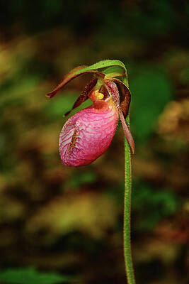 Wall Art featuring the photograph Pink Lady's Slipper Along The PA AT by Raymond Salani III