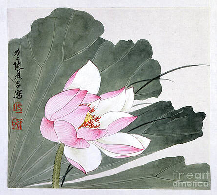 Asian Wall Art featuring the painting Pink Lotus Flower by Yu Zhizhen
