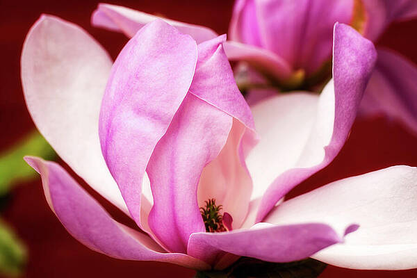 Wall Art featuring the photograph Pink Magnolia Blooming by Tatiana Travelways