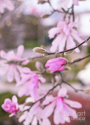 Spring Photograph - Pink Magnolia Blossoms by D Lee