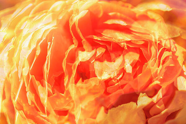 British Columbia Photograph - Pink Majolica Rose Flower 0299-101 by Neptune Images