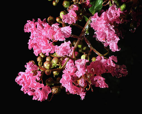 Wall Art featuring the photograph Pink Oleander by Steven Nelson