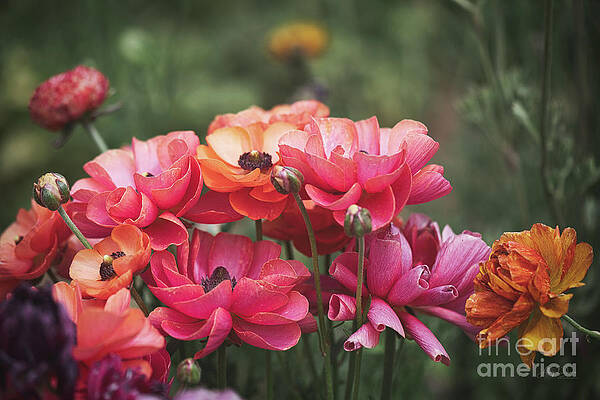Garden Photograph - Enchanting Pink Buttercups Delight by Abigail Diane Photography