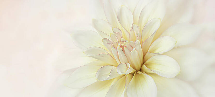 Delicate Photograph - Pink Perfection by Mary Jo Allen