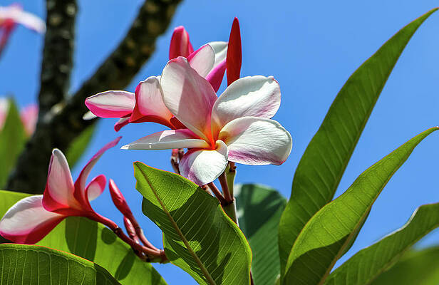 Island Wall Art featuring the photograph Pink Plumeria 1 by Dawn Richards