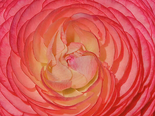 Wall Art featuring the photograph Pink Ranunculus by Rebecca Herranen