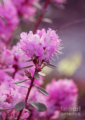 Nature Photograph - Pink Rhododendron by D Lee