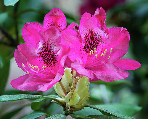 Wall Art featuring the photograph Pink Rhododendron by Steven Nelson