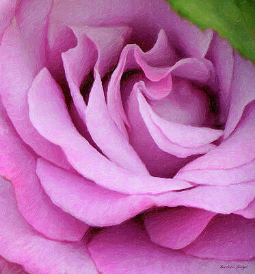 Rose Wall Art featuring the photograph Pink Rose by Barbara Siegel