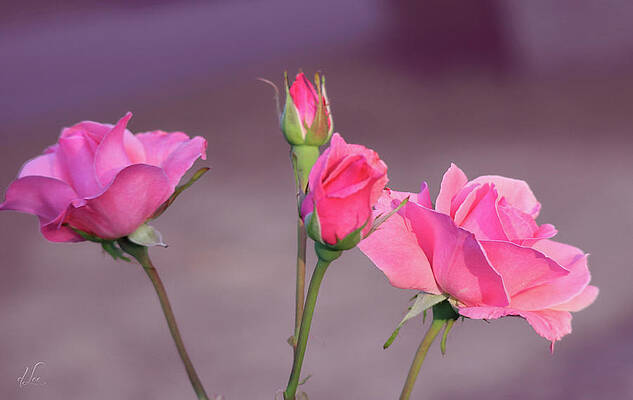 Photograph - Pink Rose Bouquet by D Lee