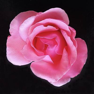 Pink Wall Art featuring the photograph Pink Rose by Joy Garso