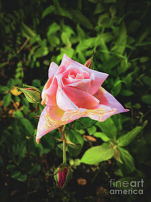 Summer Photograph - Pink Rose by William Norton