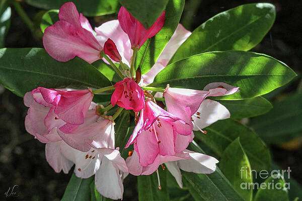 Natural Photograph - Pink Rosebay Azalea by D Lee