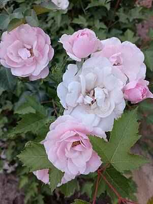 Colorado Wall Art featuring the photograph Pink Roses 1 by Amanda R Wright