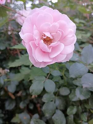 Colorado Wall Art featuring the photograph Pink Roses 2 by Amanda R Wright