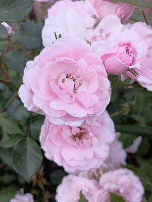 Colorado Wall Art featuring the photograph Pink Roses 3 by Amanda R Wright