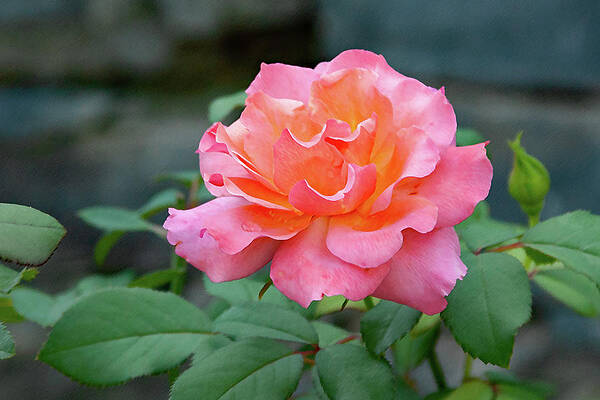 Spring Photograph - Pink Ruffles by Gina Fitzhugh