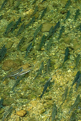 Wilderness Wall Art featuring the photograph Pink Salmon Migrating Home Into Indian River, Sitka, Alaska by Nancy Gleason