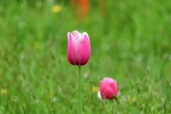 Pink Tulip by Andrew Lalchan