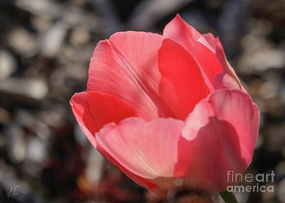 Spring Photograph - Pink Tulip by D Lee