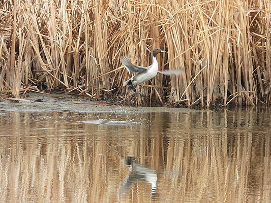 Wildlife Wall Art featuring the photograph Pintail Takeoff by Amanda R Wright