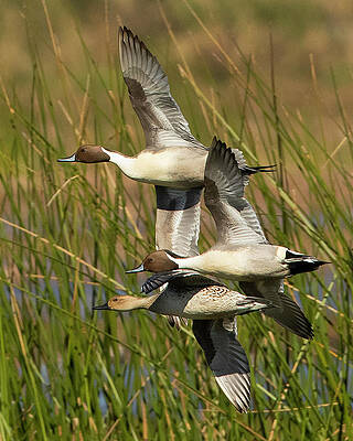 Wall Art featuring the photograph Pintails by Jim E Johnson