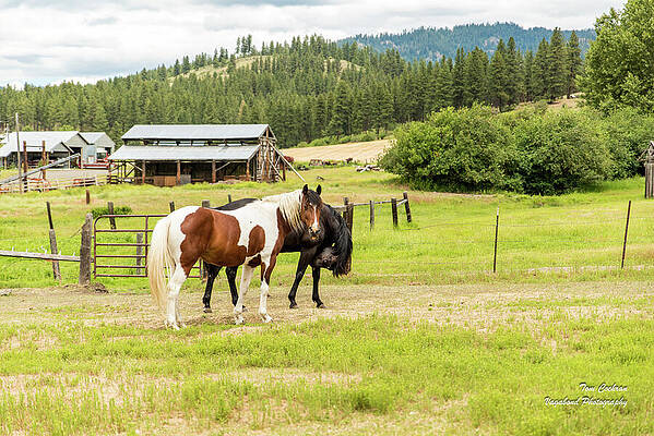 Wall Art featuring the photograph Pinto And Bay In Teanaway Valley by Tom Cochran