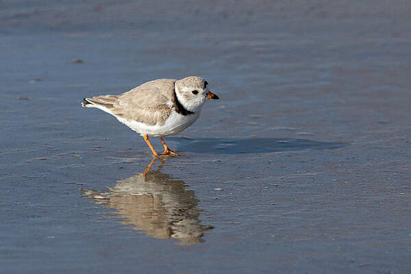 Beach Photograph - Piping Plover by NorthEast Creativity