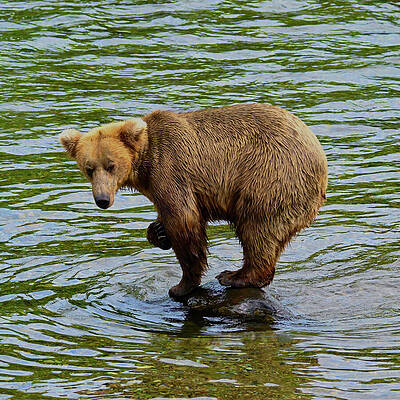 Wall Art featuring the photograph Pirouette With A Scratch by Harry Banks