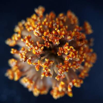 Red Photograph - Plains Blackfoot Center by Joy Garso