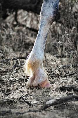 Nature Photograph - Planted by American Landscapes