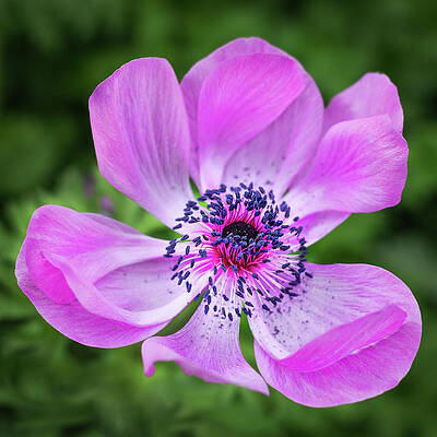 Flower Wall Art featuring the photograph Playful Anemone Flower by Elvira Peretsman