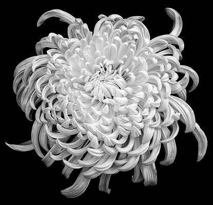 Closeup Wall Art featuring the photograph Playful Mood by Elvira Peretsman