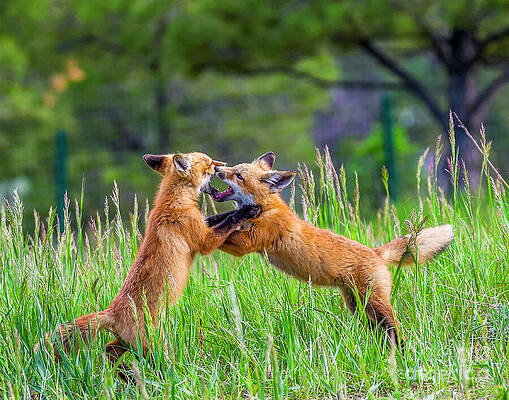 Playful Red Foxes in a Meadow by Shirley Dutchkowski