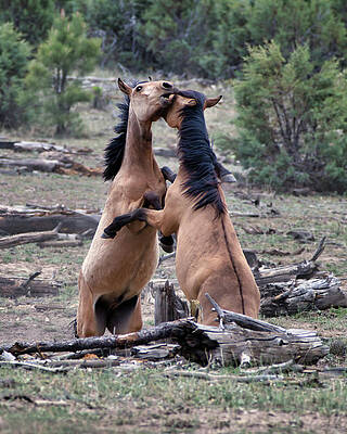 Nature Photograph - Playful Tussle by American Landscapes