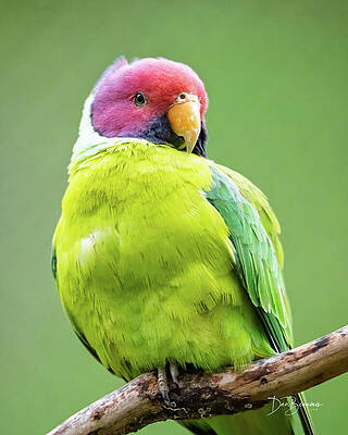 Nature Photograph - Plum-Headed Parakeet #0525 by Dan Beauvais