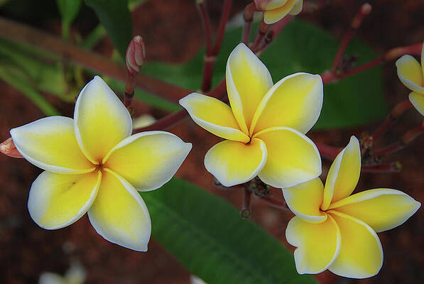 Hawaii Wall Art featuring the photograph Plumeria Blossom Trio by Nancy Gleason