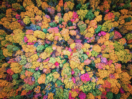 Fall Photograph - Pocono Fall Foliage Color Swatch by Jason Fink