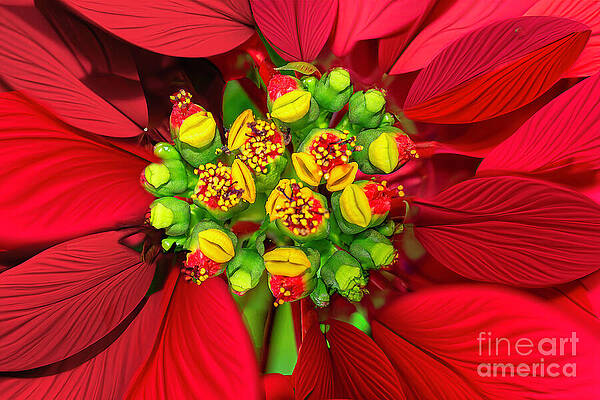 Yellow Digital Art - Poinsettia Closeup by William Gunn